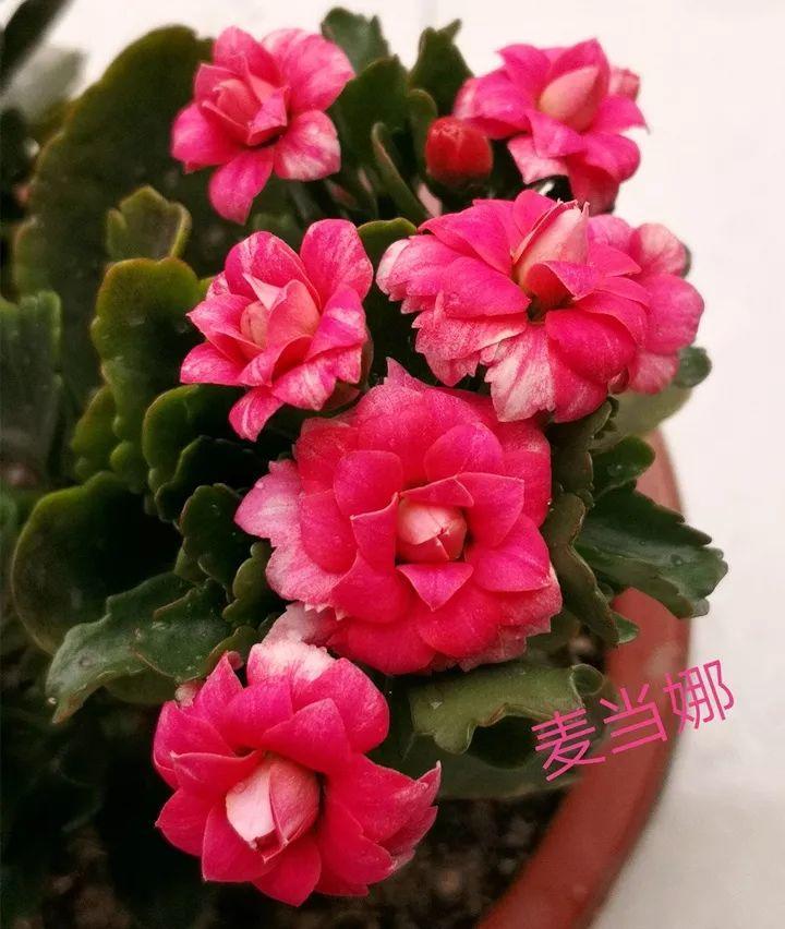 80个长寿花品种(全都美极了,只养1盆真的不够) - 彝家农业网