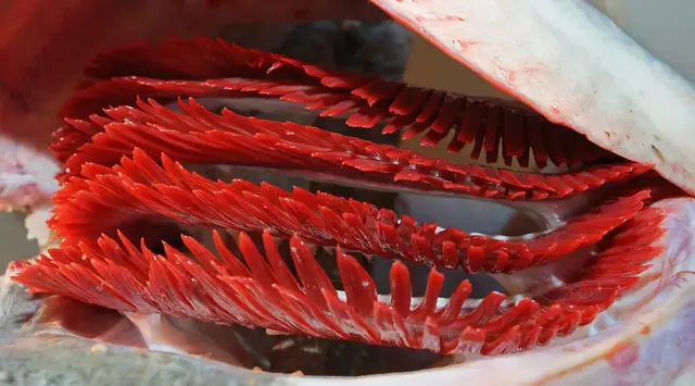 吃鱼籽会不会长胖，肥胖的人能吃鱼籽吗（鱼身上一个部位有毒）