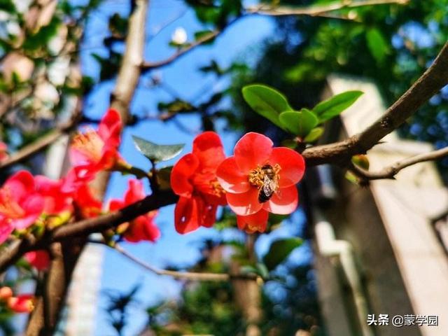 如花似锦的意思，如花似锦的意思 百度网盘（100个形容风景优美的成语）