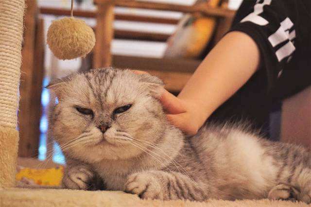 六周大猫咪的饮食需求（营养均衡的猫粮品牌推荐）