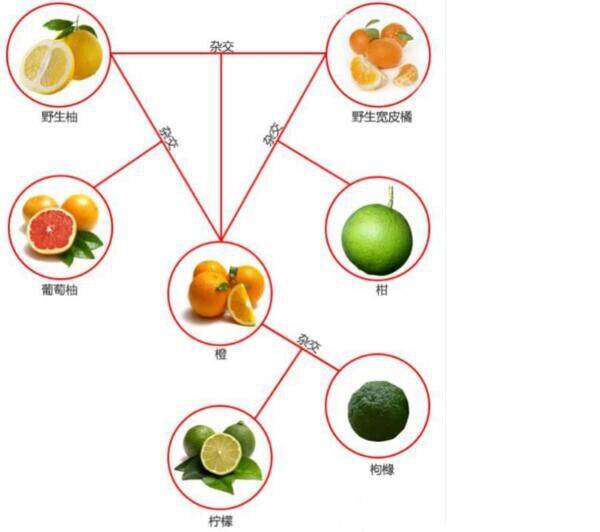 橘子层次结构图图片