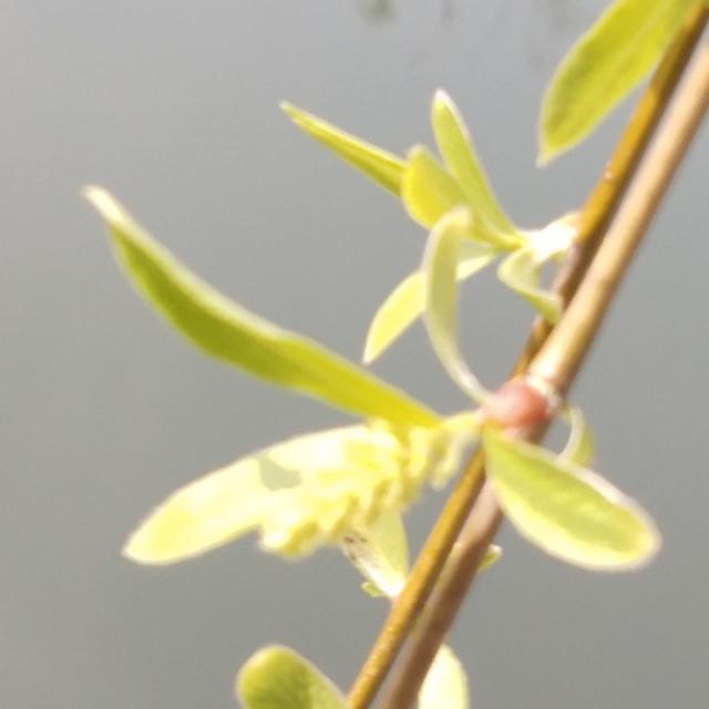 春天在什么在什么在什么上仿写，春天在什么在什么在什么上的仿写句子有哪些（跟着朱自清的美《春》写出我们精彩的《秋》）