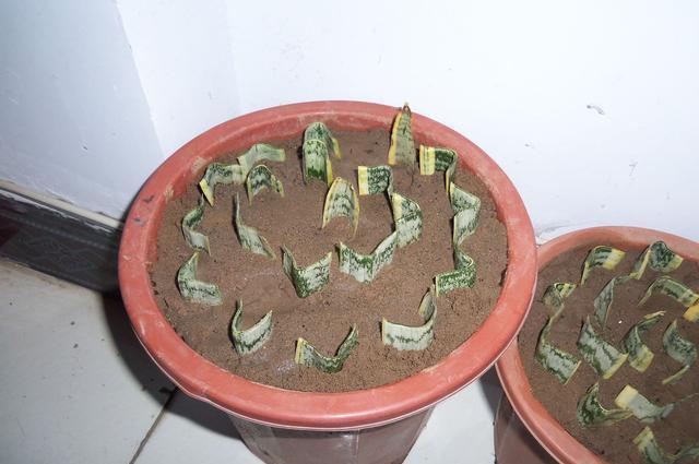 虎皮兰可以水培吗，虎皮兰能水培吗（插到水里就爆芽）