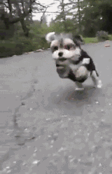 呆萌狗狗，呆萌狗狗道具（呆萌+有趣+憨厚图片）