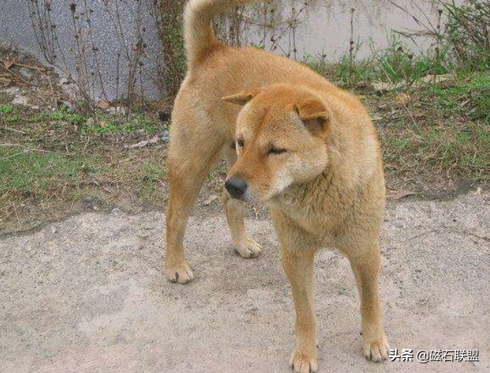 宠物犬有哪几种颜色的狗（了解宠物犬常见的毛色品种）