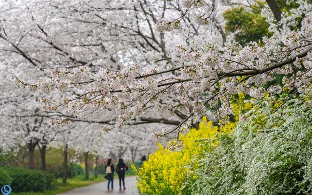 2020鼋头渚樱花节时间 2020鼋头渚樱花节赏花时间及路线，2020鼋头渚樱花节时间（终于盼来了太湖鼋头渚开园的好消息）