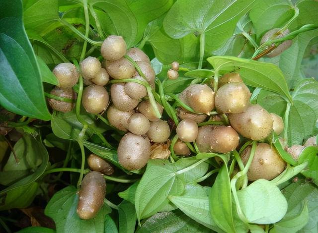 山药豆的功效与作用,山药豆(山药豆图片)
