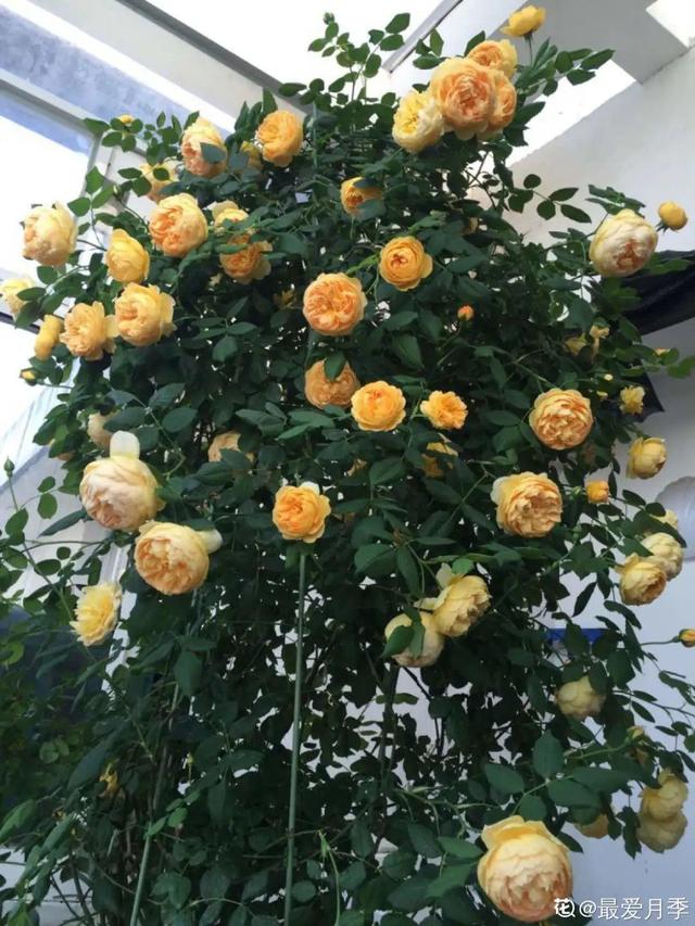 花色鲜艳又浓香的月季品种，浓香四溢的6款月季