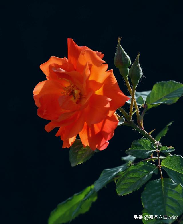 带刺的玫瑰花图片，玫瑰花带刺的品种（摄影#图片：多彩的刺玫瑰花…）