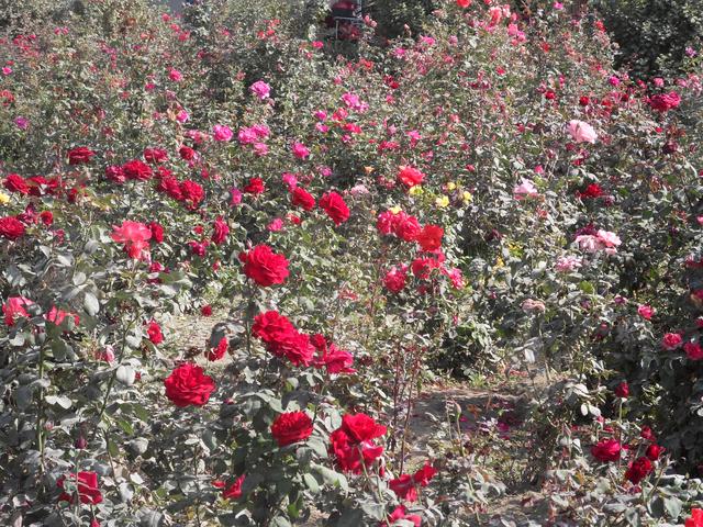 x分之sinx的不定积分，arcsinx的不定积分（不定积分∫dx/√2+sin）