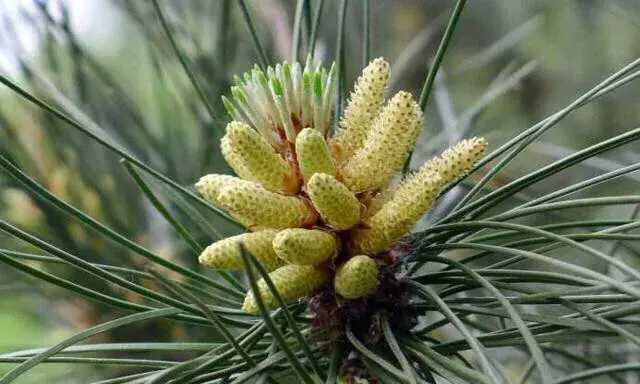 松树是什么样子的，松树长什么样子图片（科普答疑：松树会开花吗）