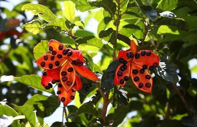 蛇皮果的营养价值，这种水果不一般（蛇皮果的药用价值）