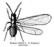 蛩（蛩蠊目），昆虫的分目概要（ひどい目にあった）