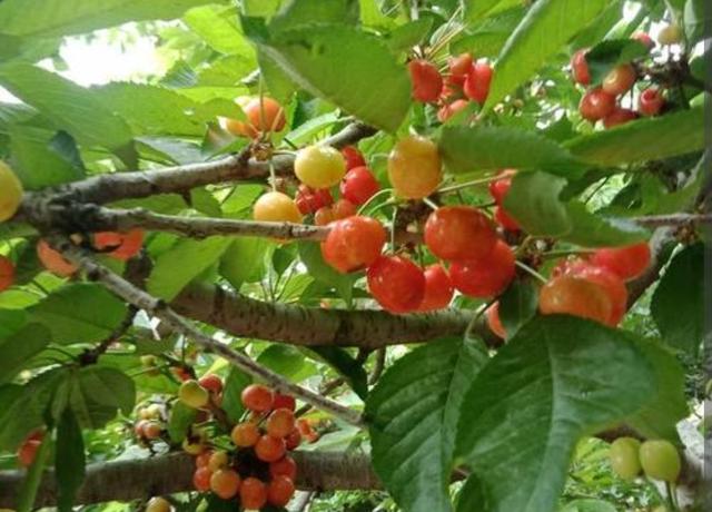 适合家庭种植的水果果树有哪些,适合家里种植的水果树(院子里栽5种