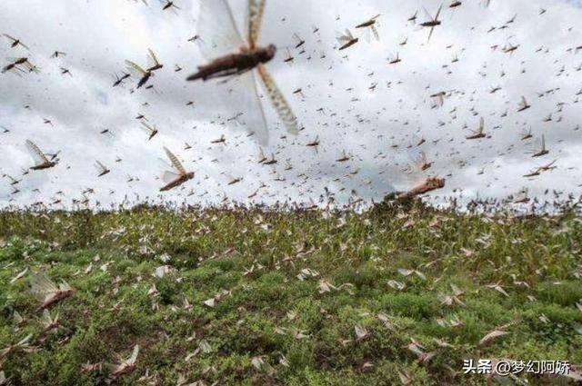 蚂蚱吃什么，纨扇团圆璧月流——蝗虫的危害（蚂蚱吃什么东西能养活）