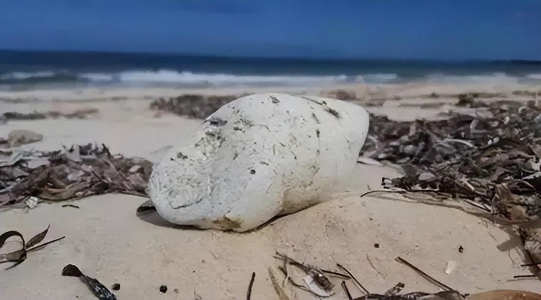 龍涎香多少錢一克 泰國漁民晨跑撿到一塊腥臭石頭,點燃疑為龍涎香