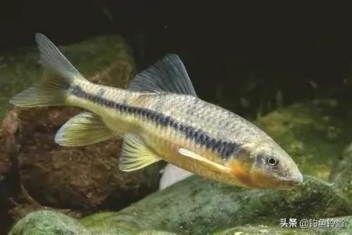 浙江首现四大名贵石斑鱼，珍稀物种现身引关注，海洋生态价值凸显