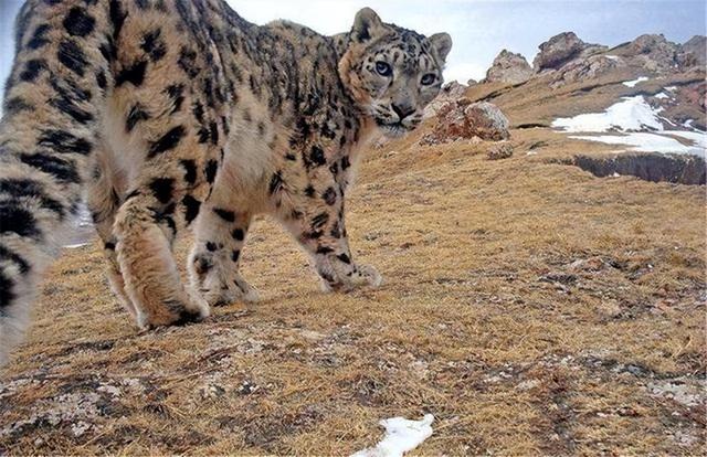 雪豹后传之苍狼全集，雪豹三部曲是哪三部（狼群调虎离山在荒原伏击雪豹）