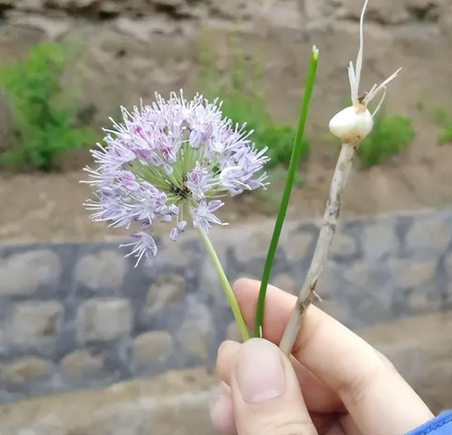 山韭菜（野生山韭菜，晒干200元每斤（野生山韭菜图片）