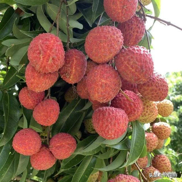 荔枝图序原文，荔枝图序原文及拼音朗读（中国最好吃的荔枝在哪里）