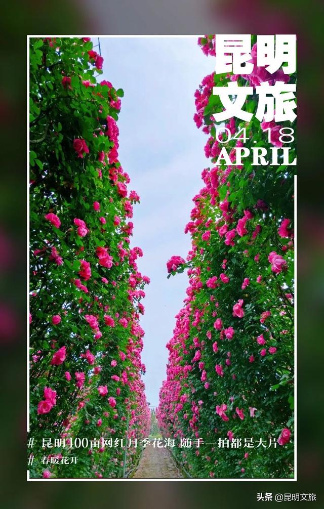 市花和市树是什么，杭州的市树和市花是什么（昆明400亩网红月季花海）