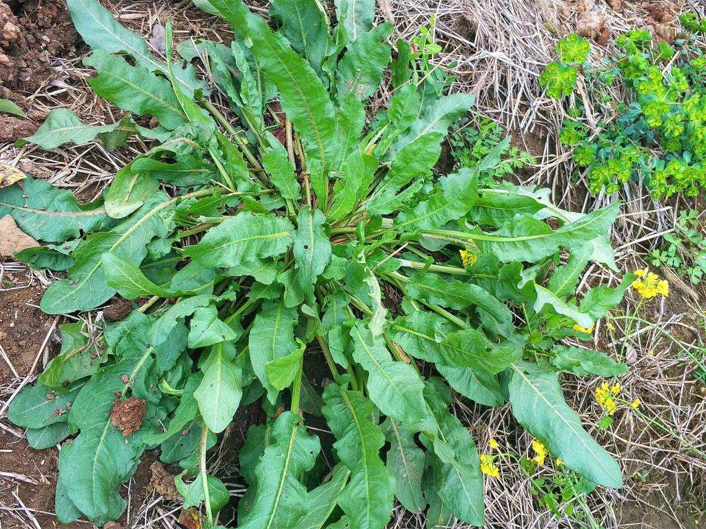 野菠菜圖片 農村常見的野菠菜,地下可能有黃金,有5個妙用,人人都能用