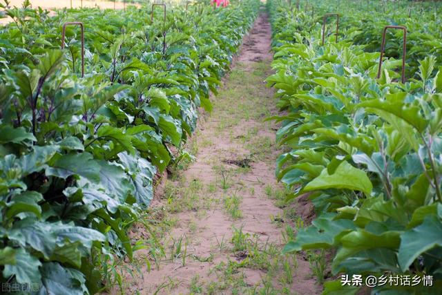 一个番茄钟多长时间，番茄时间法通常多少分钟为一个番茄钟（番茄、辣椒、茄子管理不用愁）