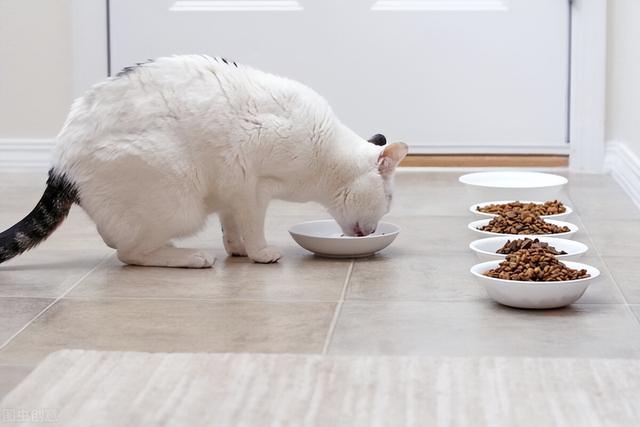 怎样给小猫喂猫粮，猫粮怎么给小猫吃（错了，附上改善猫咪饮食的技巧）