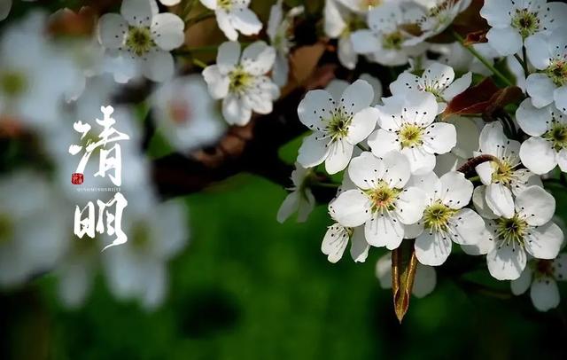 清明诗句大全，《清明》的诗句（十二首清明的诗词）