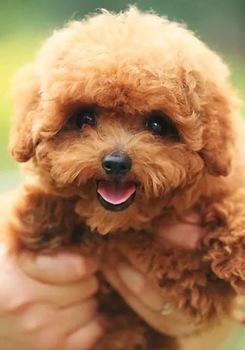 狗一般能活多久，猫和狗一般能活多久（这几种狗寿命很长）