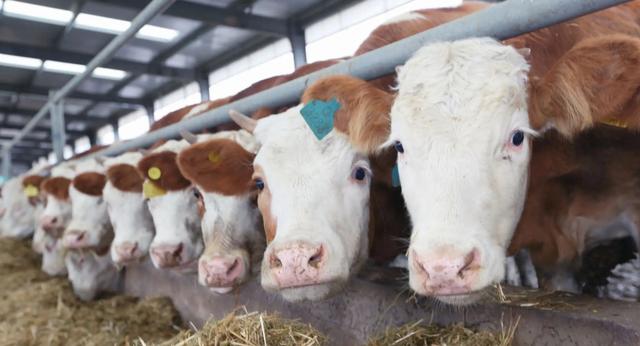 关于短角牛介绍，什么是长角牛（被改造的“畸形”产物）