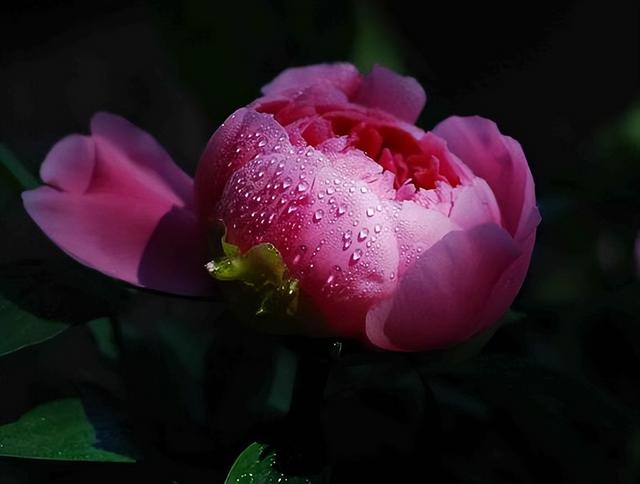 梅花象征什么，梅花象征什么青松象征什么雪花象征什么（中国十大名花排行榜）