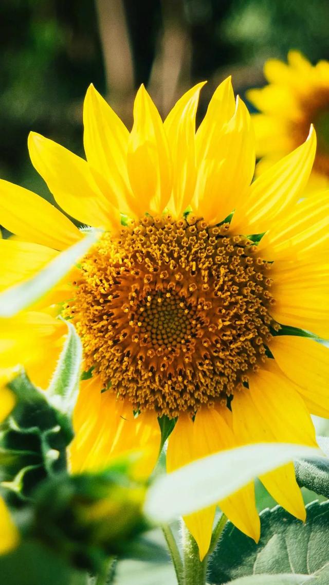 向日葵长什么样，向日葵的茎是什么样的（分享图片，生机勃勃的向日葵）