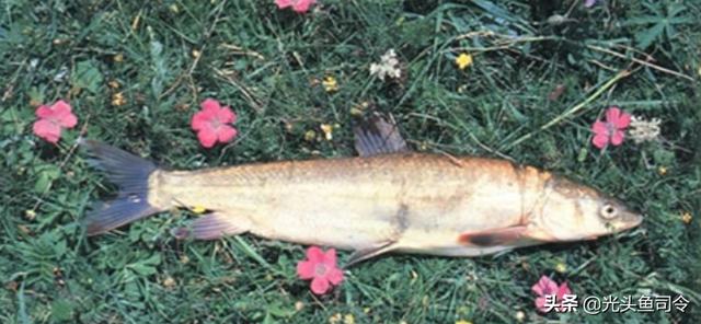 长江名贵鱼前十名，10大凶猛淡水鱼（我国保护的鱼类有87种）