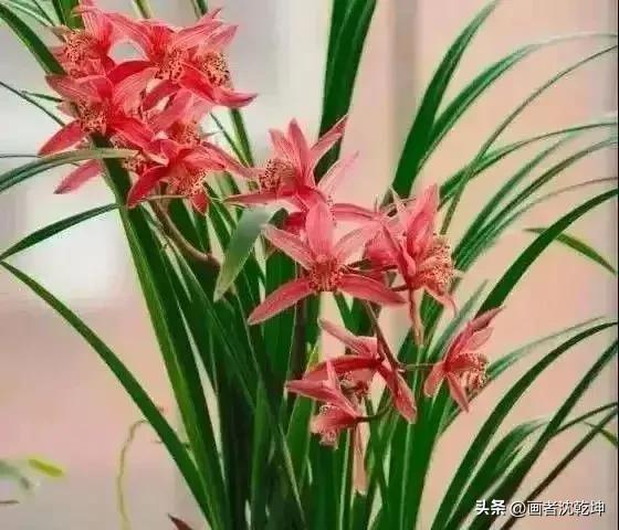 十大最贵最美兰花，绝美兰花50幅