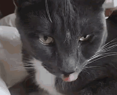 猫唇是什么唇形，猫唇是什么样子的（猫咪舔嘴就是嘴馋）