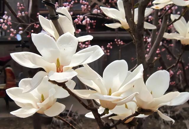 室内养什么花最好，室内适合养什么样的花（最香的10种花）