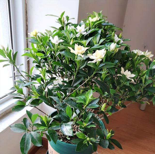 栀子花的品种，栀子花有几种品种（11种“香水花”）