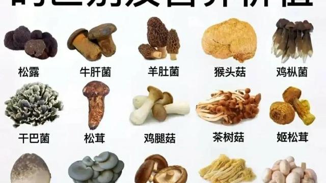 常见蘑菇的分类
