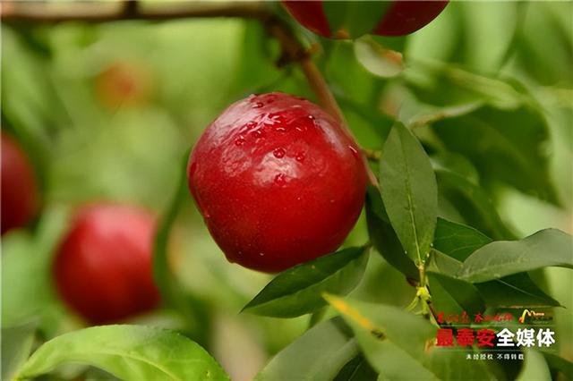 桃树苗新品种大全，今年桃树苗新品种（山农大育成4个早熟高甜桃新品种）