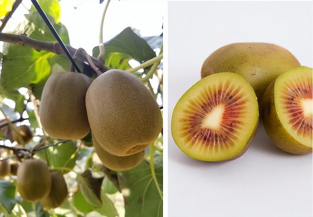 猕猴桃成熟季节是几月份，野生猕猴桃根抗肿瘤偏方（以及培育大果的巧）