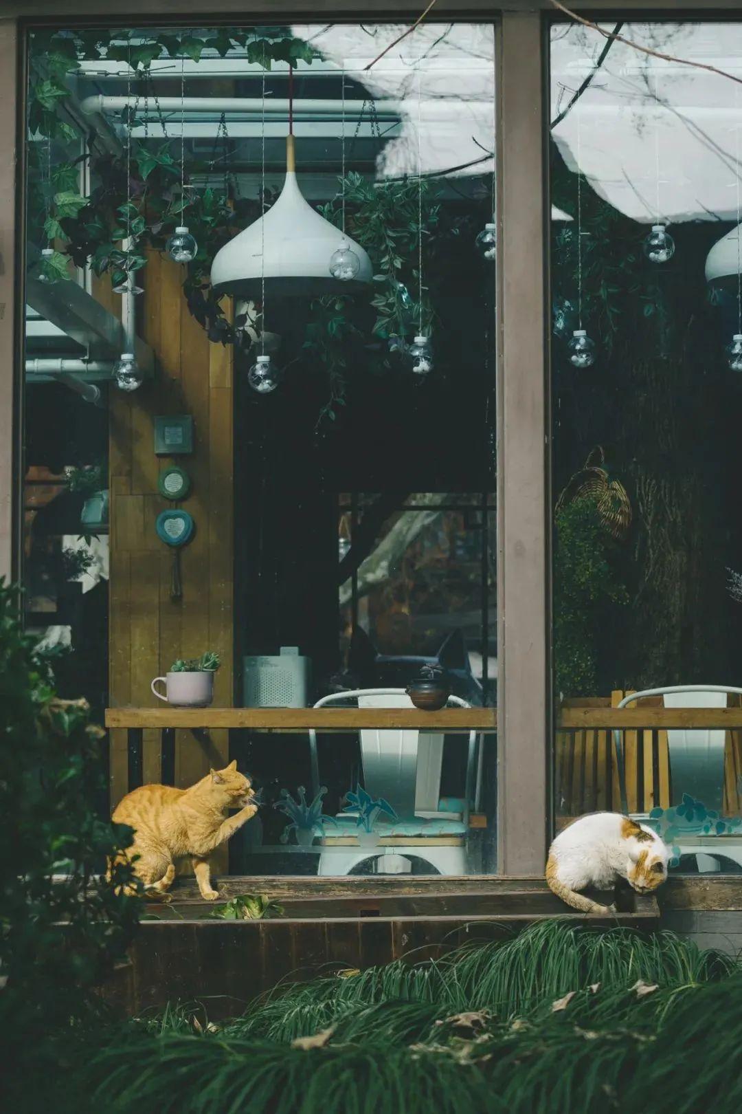 乌镇有什么好玩的，乌镇有什么好玩的景点（乌镇的12种打卡方式）