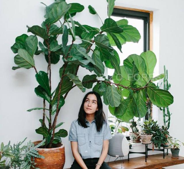 鹤望兰寓意与风水，吉庆果及鹤望兰各有何风水作用（还有“旺家”的好寓意）