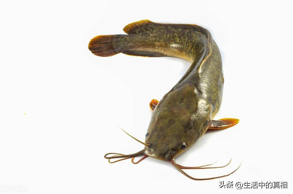 传言称长有特定数量胡须的鲶鱼不宜食用，真相究竟如何？专家为你揭开鲶鱼食用安全之谜