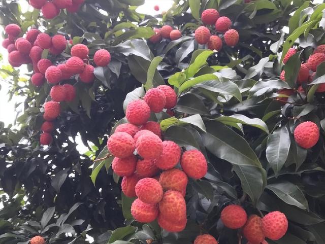 吃的荔枝种子种植方法，荔枝种子不要扔