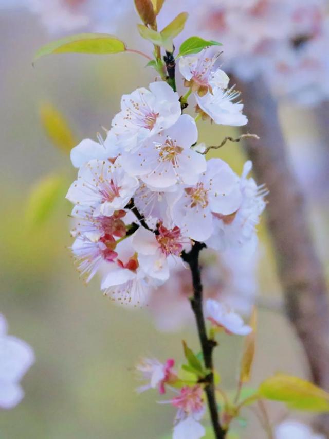 云南花海旅行记，春天，来云南与七彩花海相遇