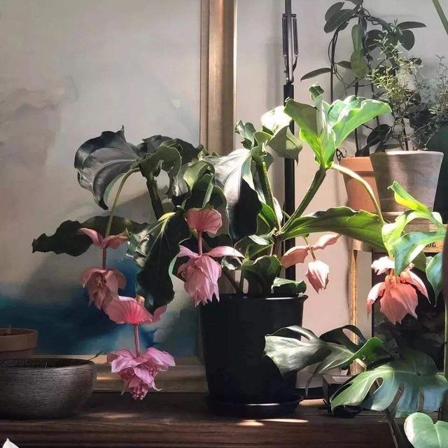 鹤望兰寓意与风水，吉庆果及鹤望兰各有何风水作用（还有“旺家”的好寓意）