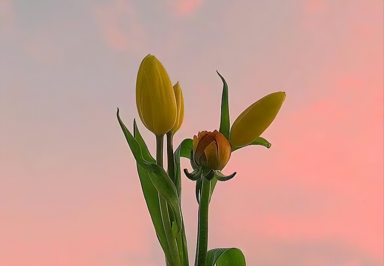 家里风水怎么看(家风水摆放位置示意图)-寅森速头条