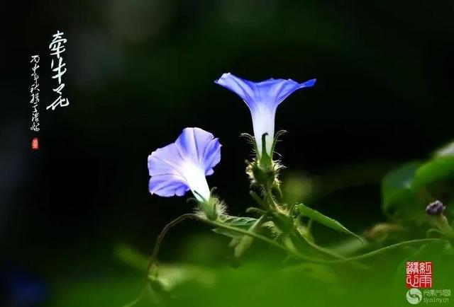 鲜花花语大全，鲜花花语大全ppt（100种花的花语）