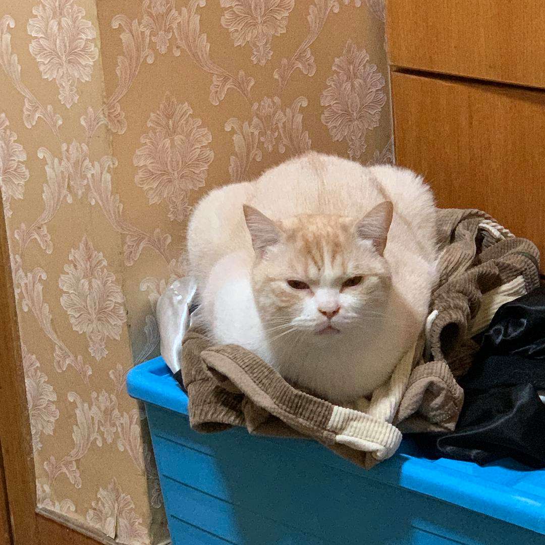 如果你家猫咪有这个姿势,就是暗示铲屎官你要给它保暖了,别看不懂啦!